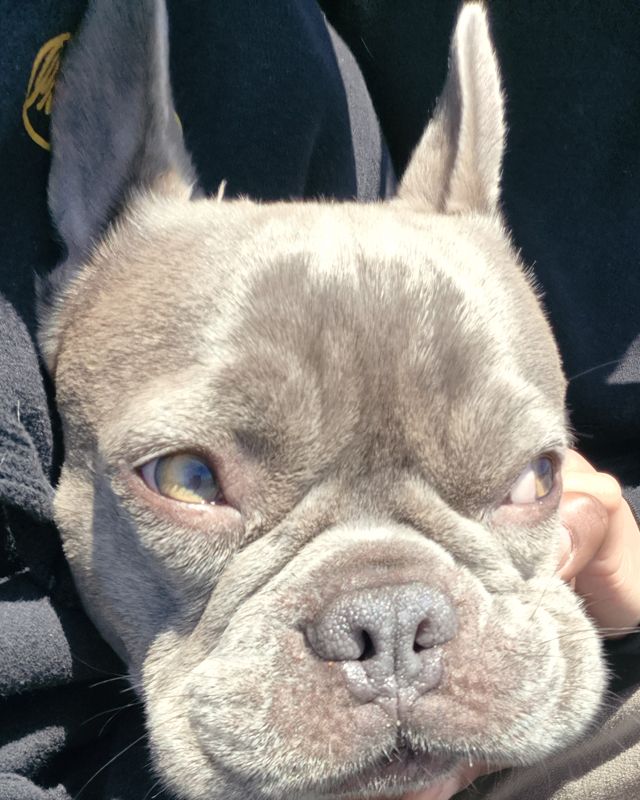 Close-up of Raja, a grey French bulldog, looking into the camera